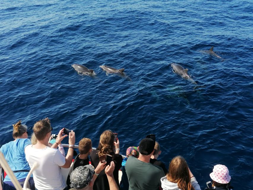 Gran Canaria: Dolphin and Whale Watching Cruise - Is $41 good value?