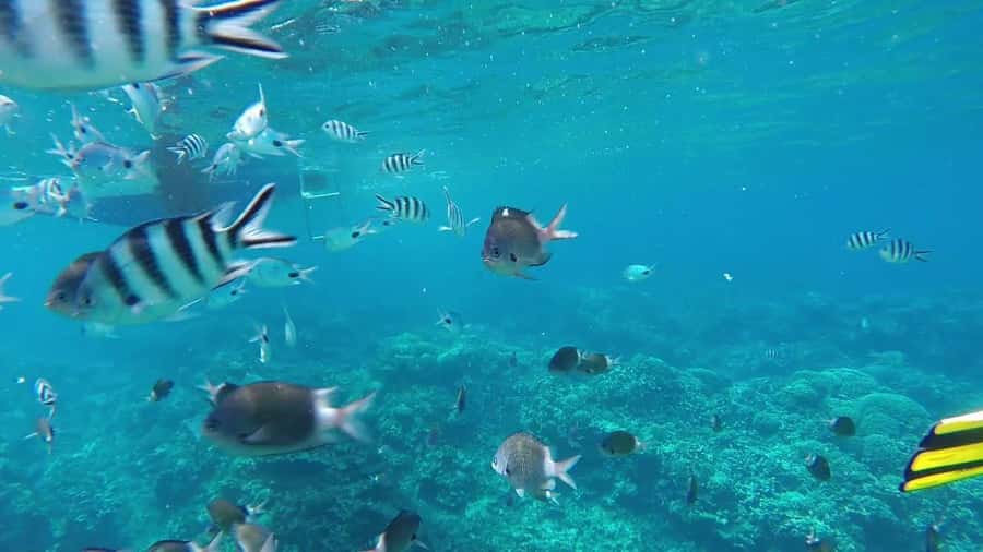 Grand Baie: Catamaran 3 Islands Cruise & Lunch on the Island - Ile Plate and lunch by the beach
