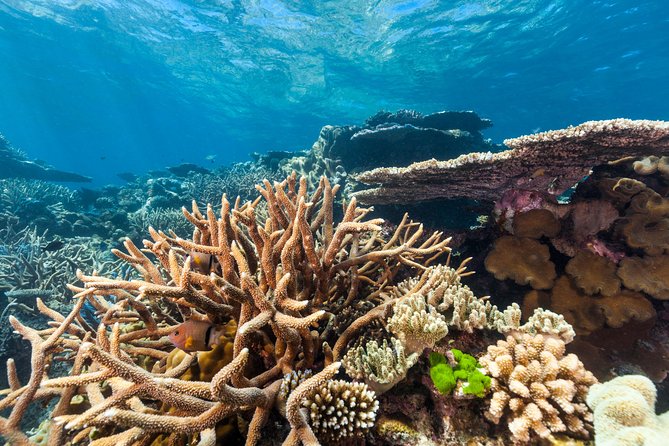 Great Barrier Reef Snorkeling and Diving Cruise from Cairns - A practical barbecue lunch at sea