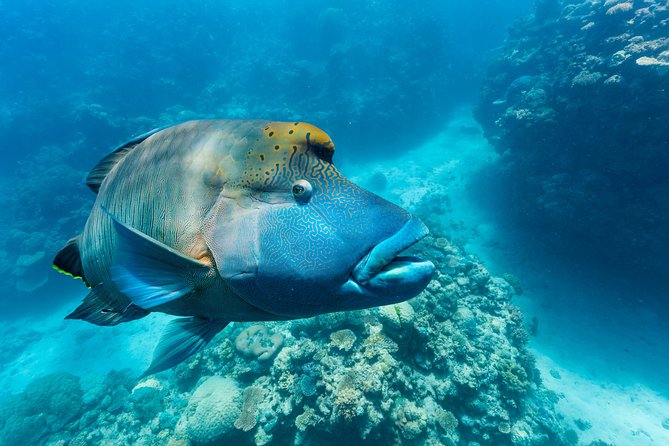 Great Barrier Reef Snorkeling and Diving Cruise from Cairns - Hastings Reef and the second chance in the water