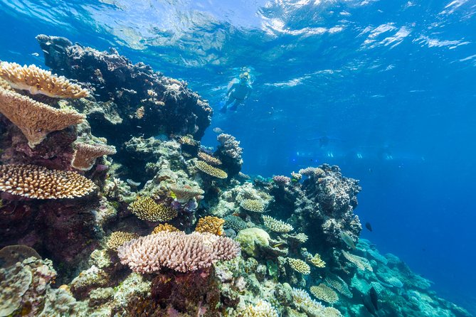 Great Barrier Reef Snorkeling and Diving Cruise from Cairns - The ride back, snacks, and a glass of wine