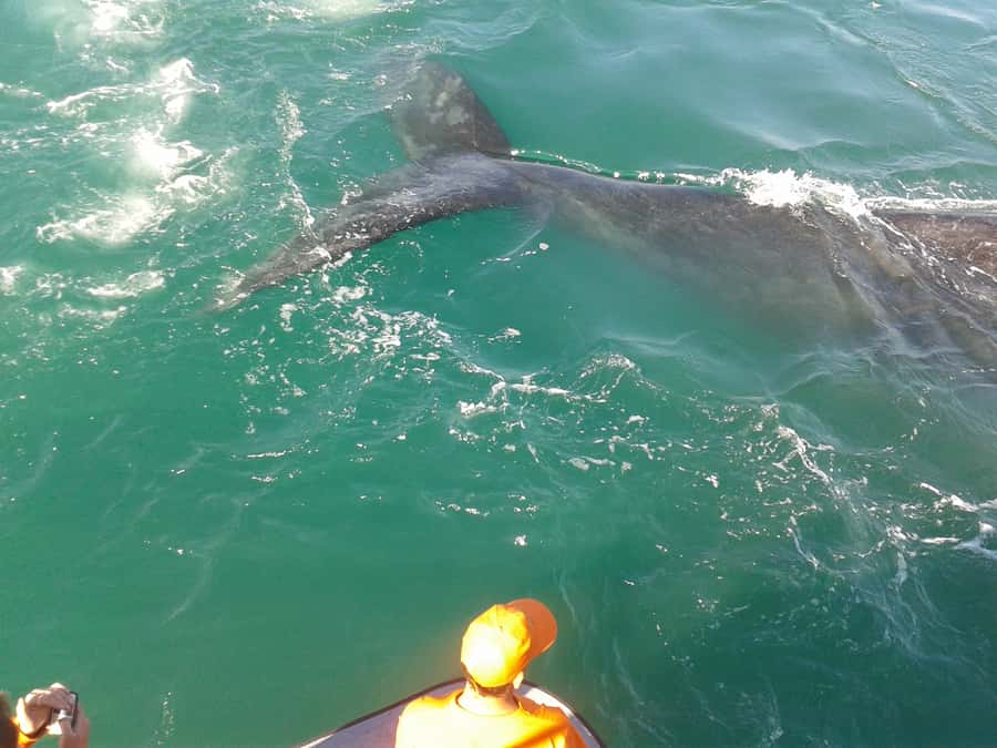 Hermanus: Boat Based Whale Watching Experience - Key points to know before boarding