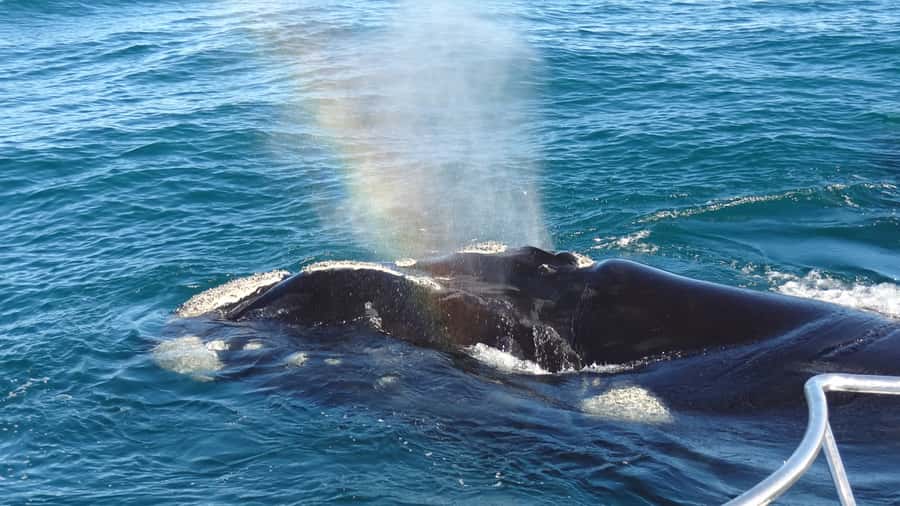 Hermanus: Boat Based Whale Watching Experience - Hermanus New Harbour is the real starting point