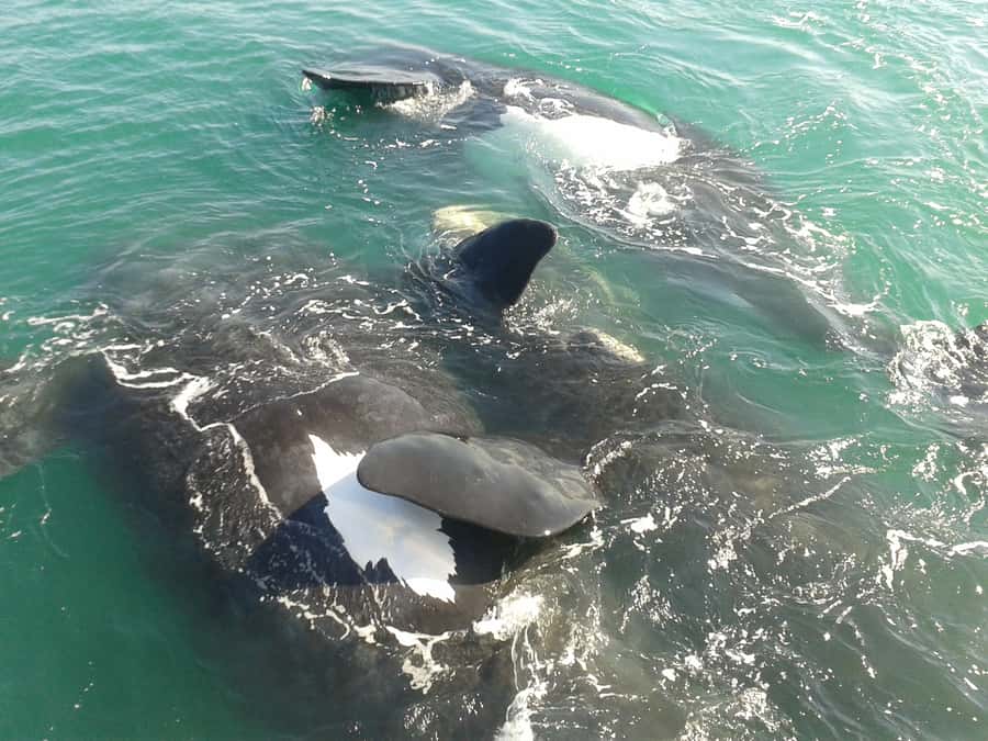 Hermanus: Boat Based Whale Watching Experience - The ride across Walker Bay is part of the experience