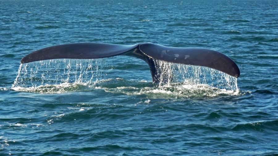 Hermanus: Boat Based Whale Watching Experience - The guides turn sightings into understanding