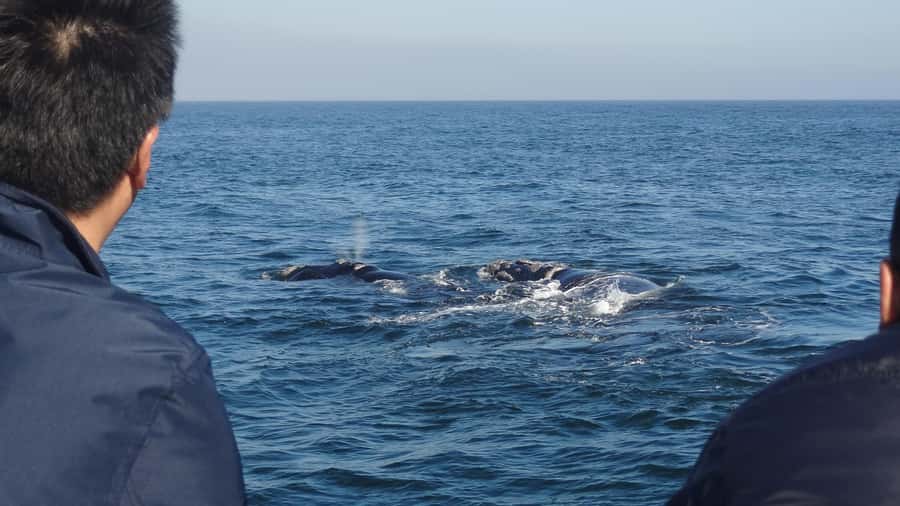 Hermanus: Boat Based Whale Watching Experience - The safety briefing sets the tone