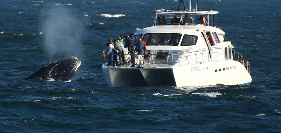 Hermanus: Whale and Dolphin Watching Boat Trip - Key points to know before you go