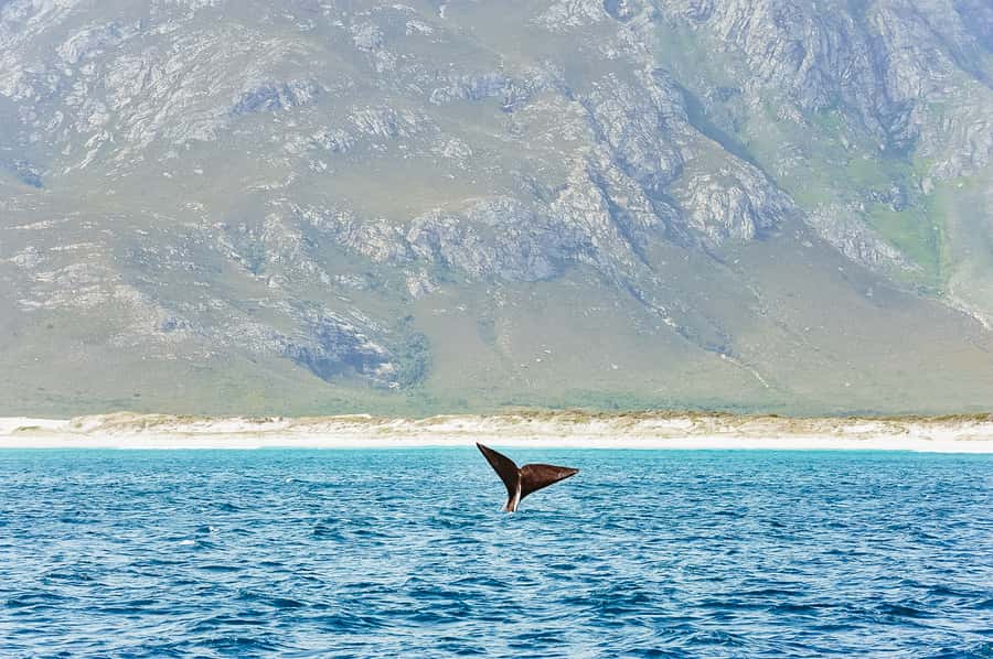 Hermanus: Whale and Dolphin Watching Boat Trip - A comfortable two-hour catamaran ride