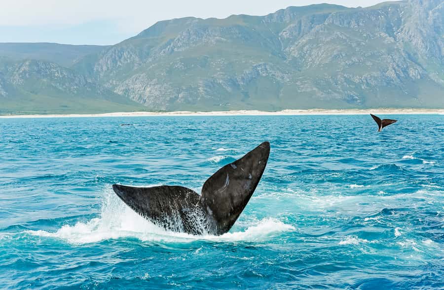Hermanus: Whale and Dolphin Watching Boat Trip - Is the $98 fare good value?