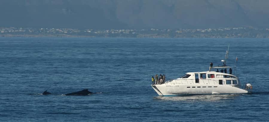 Hermanus: Whale and Dolphin Watching Boat Trip - Weather, cancellations, and timing