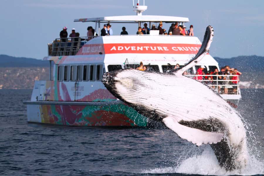 Hervey Bay: Half-Day Whale-Watching Cruise - Key points to know before booking