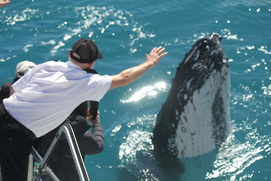 Hervey Bay: Half-Day Whale-Watching Cruise - Why Hervey Bay is such a strong whale-watching base