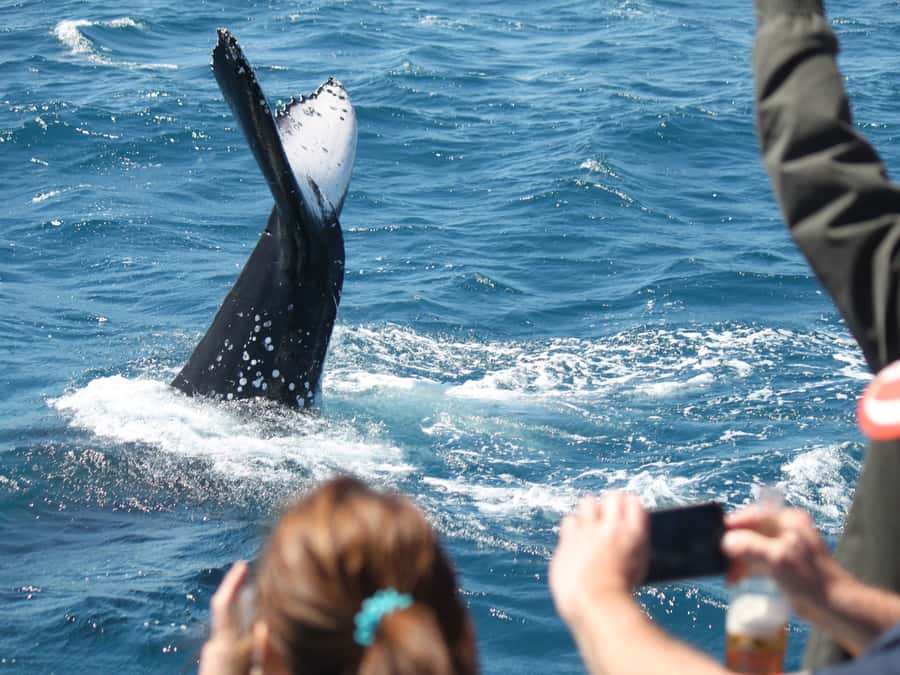 Hervey Bay: Half-Day Whale-Watching Cruise - Boarding the Amaroo and finding your viewing spot