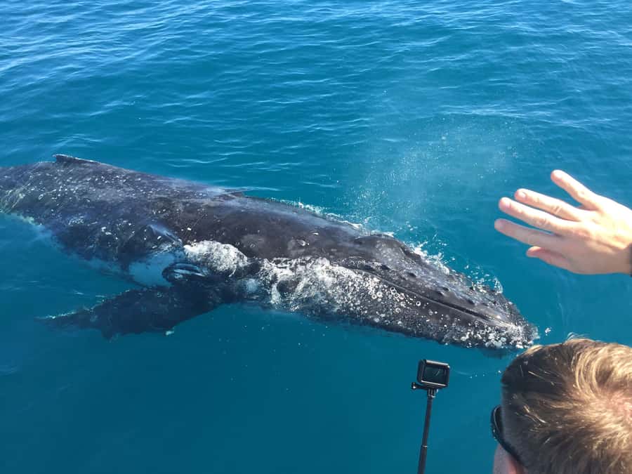 Hervey Bay: Half-Day Whale-Watching Cruise - Tea, biscuits, and the Boat Club afterward
