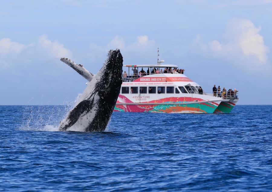 Hervey Bay: Half-Day Whale-Watching Cruise - Arriving at the Hervey Bay Boat Club