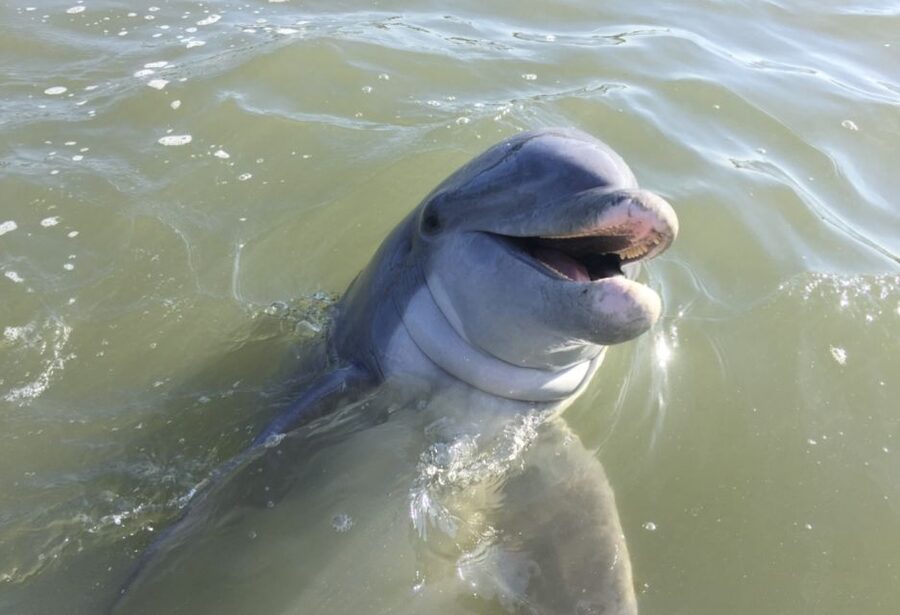 Hilton Head Island: Daytime Dolphin Watching Boat Tour - Why this dolphin tour works so well