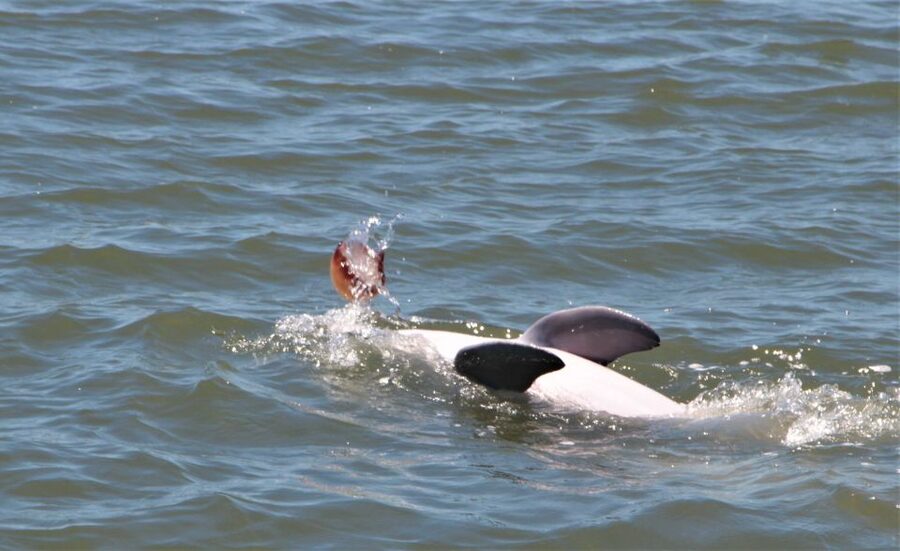 Hilton Head Island: Daytime Dolphin Watching Boat Tour - Leaving Palmetto Bay Marina