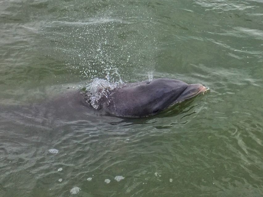 Hilton Head Island: Daytime Dolphin Watching Boat Tour - Calibogue Sound is the wildlife focus