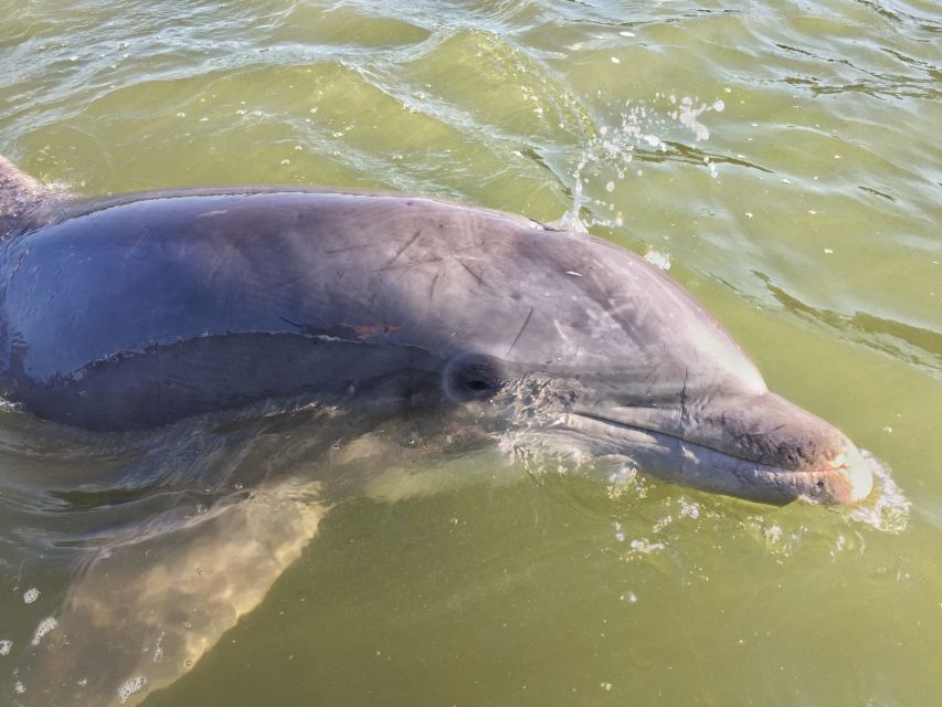Hilton Head Island: Daytime Dolphin Watching Boat Tour - Hilton Head’s waterways and Lowcountry stories