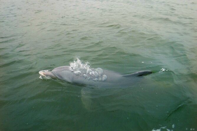 Hilton Head Island Dolphin Boat Cruise - Finding dolphins along Broad Creek