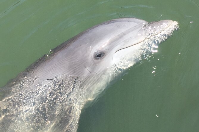 Hilton Head Island Dolphin Boat Cruise - Why the 90-minute timing works