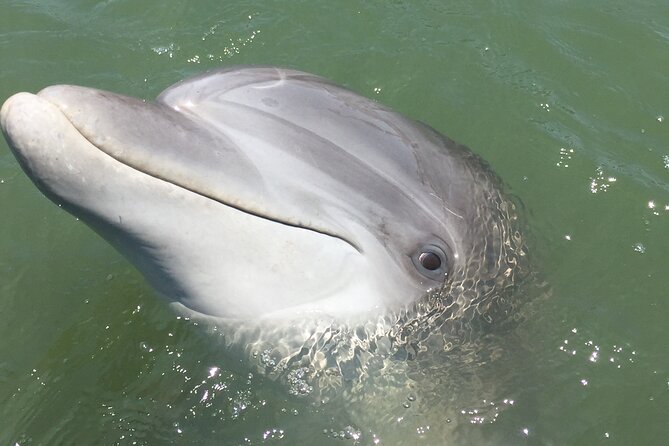 Hilton Head Island Dolphin Boat Cruise - Price, group size, and overall value