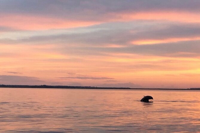 Hilton Head Island Dolphin Boat Cruise - Should you book the Hilton Head Dolphin Boat Cruise?