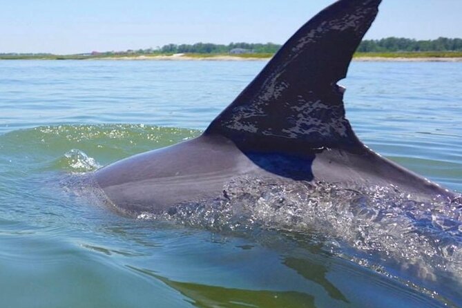 Hilton Head Island Dolphin Boat Cruise - What the narration adds to the ride