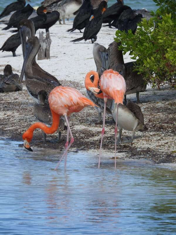 Holbox: Yum Balam Reserve Classic Boat Tour - Why this three-hour boat trip works well in Holbox