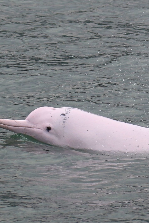 Hong Kong: Dolphin Cruise, Big Buddha & Lantau Island Tour - Searching for dolphins on the exclusive boat