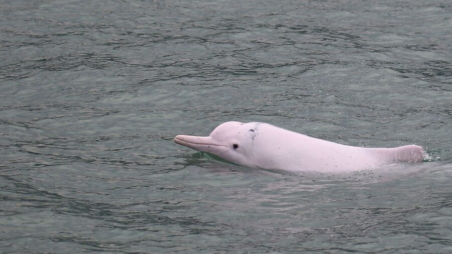 Hong Kong: Dolphin Cruise, Big Buddha & Lantau Island Tour - Crossing to Lantau by rail and bus