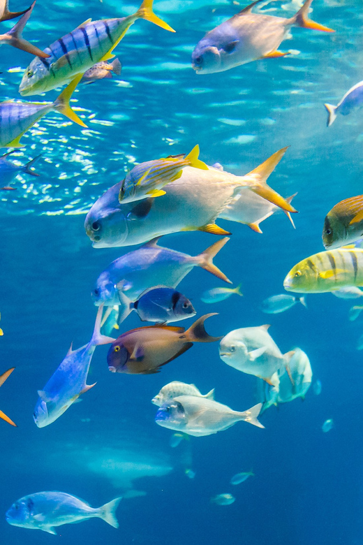 Honolulu: Glass Bottom Boat Tour along Oahu's South Shore - Sea turtles, dolphins, and the luck factor