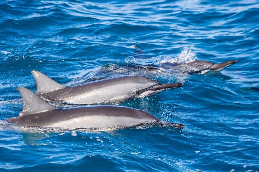 Honolulu: Glass Bottom Boat Tour along Oahu's South Shore - Who will enjoy the Haleiwa Queen most