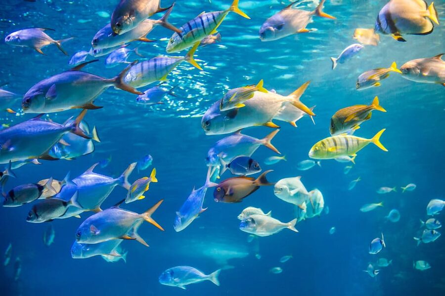 Honolulu: Glass Bottom Boat Tour along Oahu's South Shore - Reefs, fish, and the shipwreck below