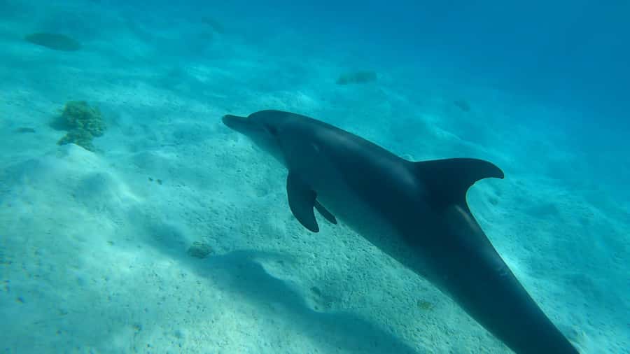 Hurghada: 3 Islands, Dolphins & Snorkel Yacht Trip w/ Lunch - Key points to know before you book