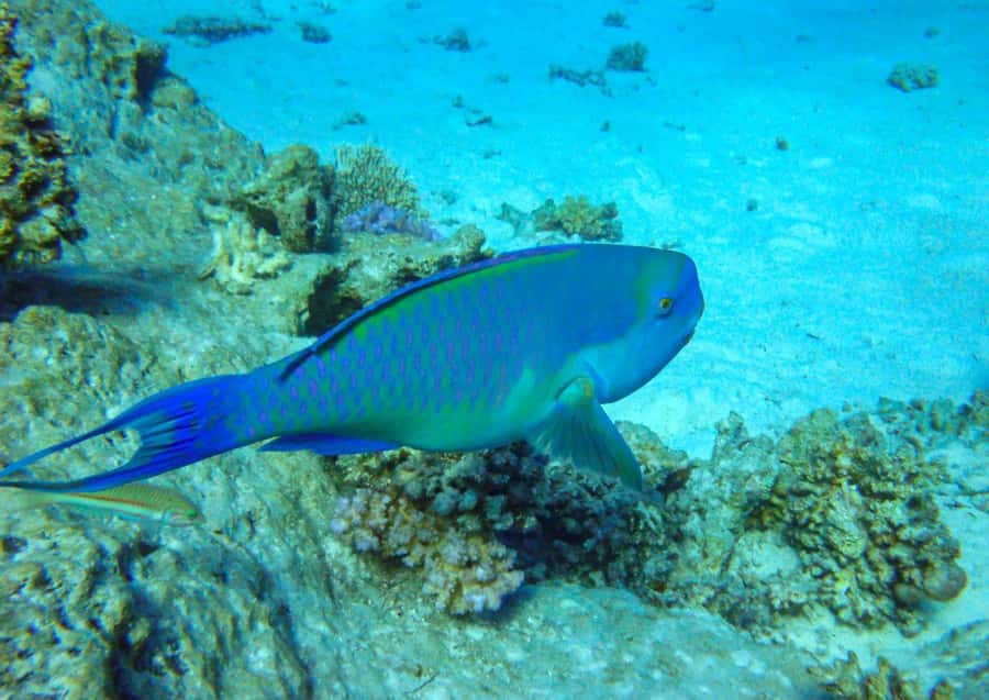 Hurghada: 3 Islands, Dolphins & Snorkel Yacht Trip w/ Lunch - Giftun Island offers the best reef time