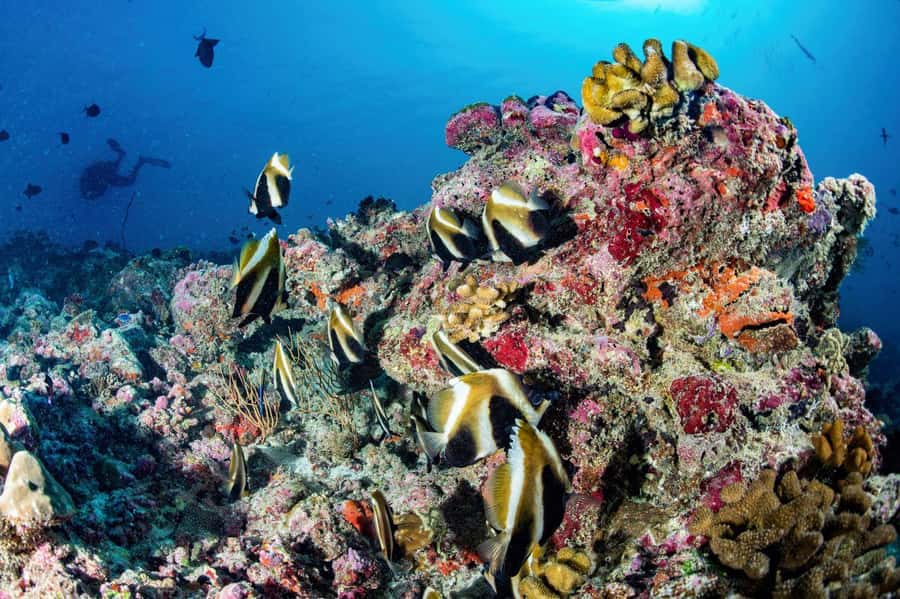 Hurghada: 3 Islands, Dolphins & Snorkel Yacht Trip w/ Lunch - Dolphin watching depends on nature and traffic