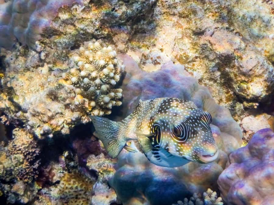 Hurghada: 3 Islands, Dolphins & Snorkel Yacht Trip w/ Lunch - Lunch, breakfast, fruit, and drinks on board