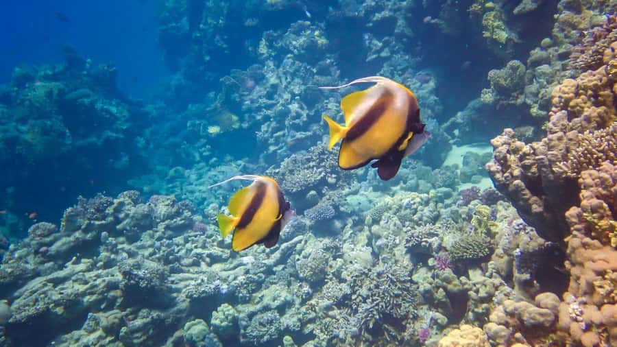 Hurghada: 3 Islands, Dolphins & Snorkel Yacht Trip w/ Lunch - Pickup from Hurghada and the trip to the harbor