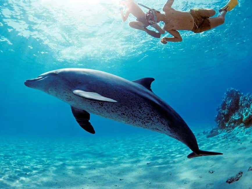 Hurghada: Dolphin Watching Boat Tour with Snorkeling & Lunch - Is $25 good value for a full Red Sea day?