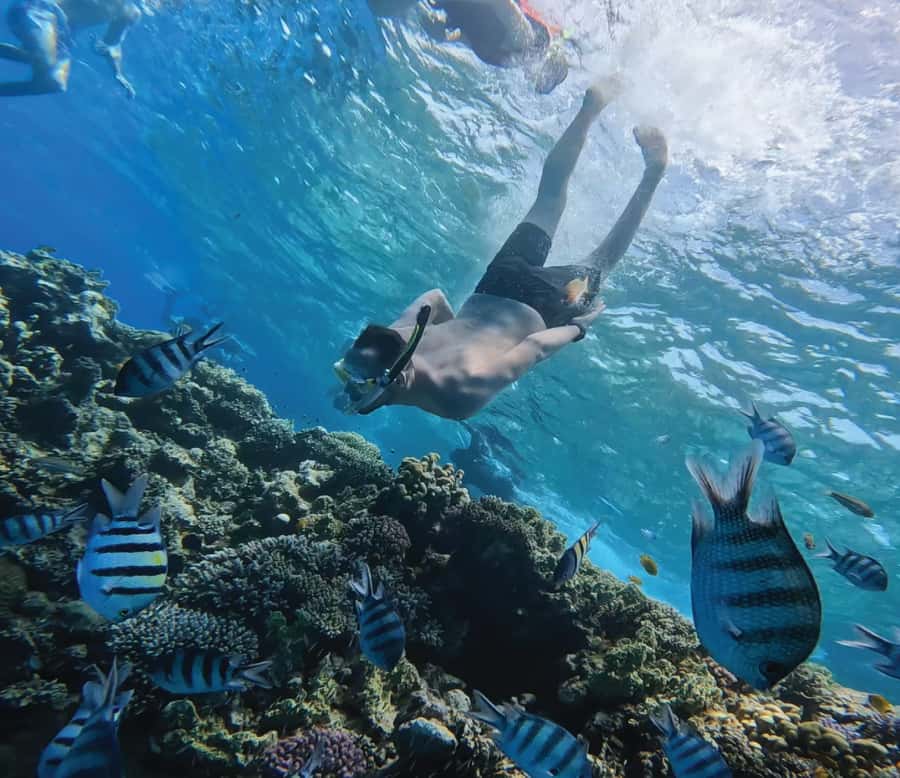 Hurghada: Premium Orange Island Cruise with Lunch & Transfer - Lunch, fruit, and drinks back on the boat