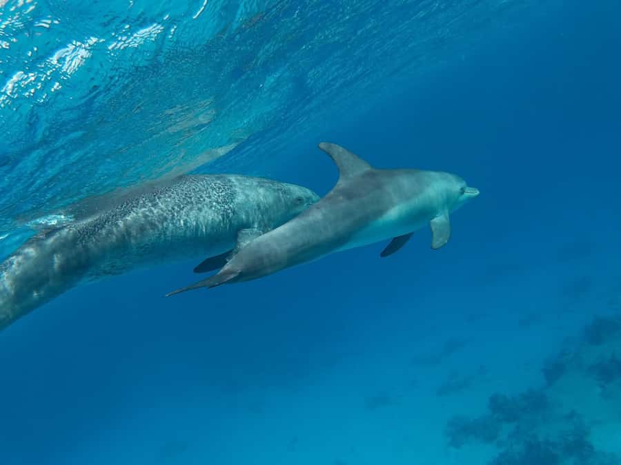 Hurghada: Royal Luxury VIP Cruise to Orange Bay with Lunch - Banana boat rides and the final return