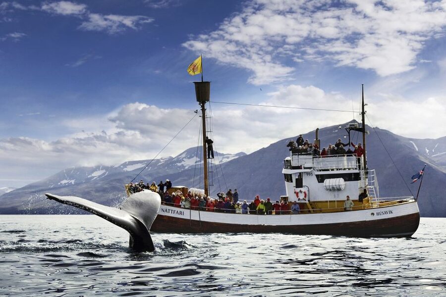 Húsavík: Whale-Watching Cruise and Puffins Guided Tour - Setting Out From Húsavík on a Traditional Oak Boat
