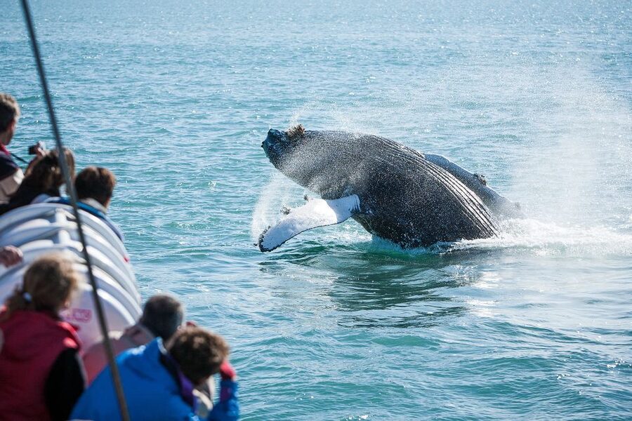 Húsavík: Whale-Watching Cruise and Puffins Guided Tour - FAQ