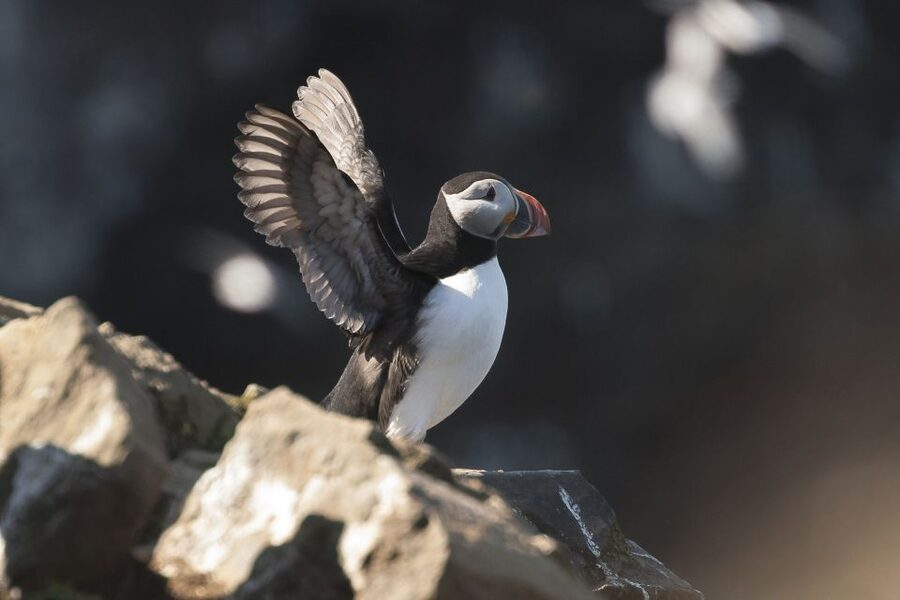 Húsavík: Whale-Watching Cruise and Puffins Guided Tour - Crossing Skjálfandi Bay in Search of Whales