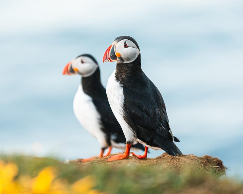 Húsavík: Whale-Watching Cruise and Puffins Guided Tour - The Guide and the Quiet Gaps Between Sightings