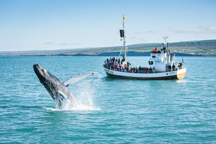 Húsavík: Whale-Watching Cruise and Puffins Guided Tour - Warm Overalls, Cold Wind, and Rough Water