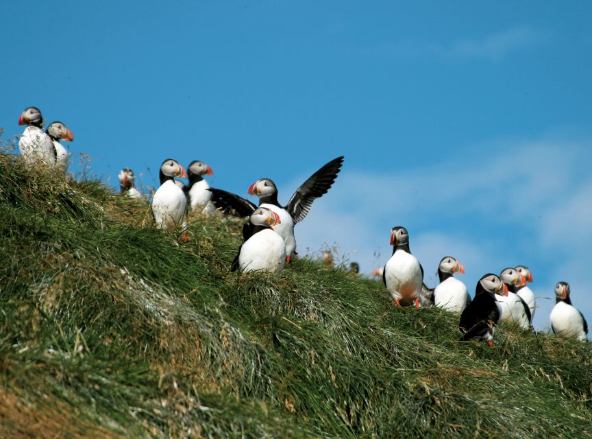 Húsavík: Whale-Watching Cruise and Puffins Guided Tour - Is the $135 Price Fair?