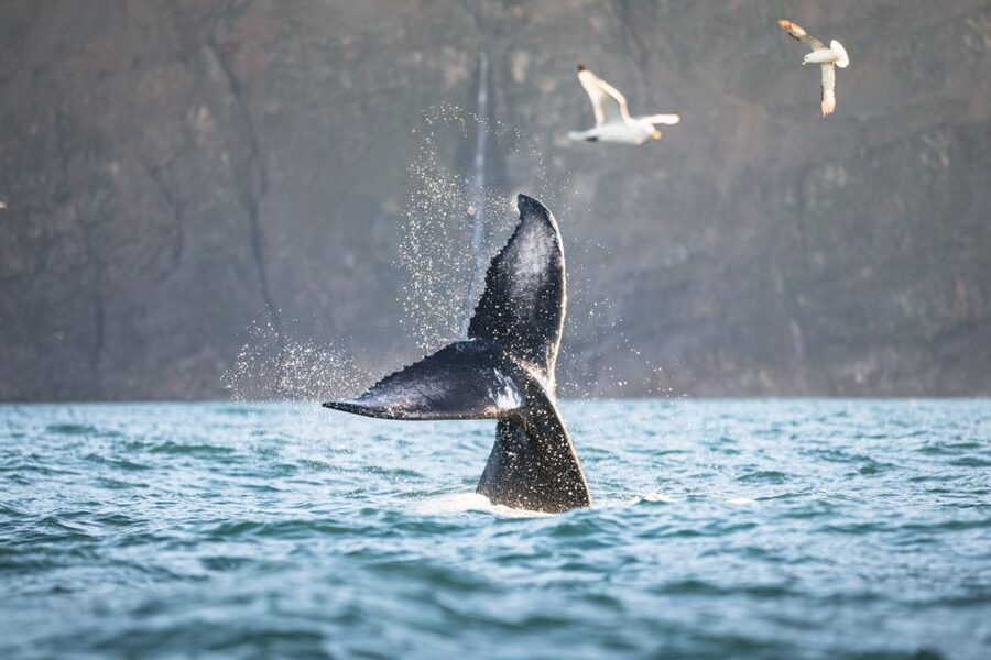 Húsavík: Whale-Watching Cruise and Puffins Guided Tour - Who Will Enjoy This Húsavík Cruise?
