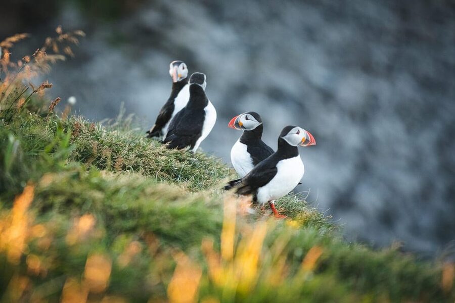 Húsavík: Whale-Watching Cruise and Puffins Guided Tour - Should You Book This Tour?